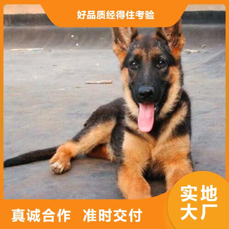 德國(guó)牧羊犬_德牧犬實(shí)力廠家