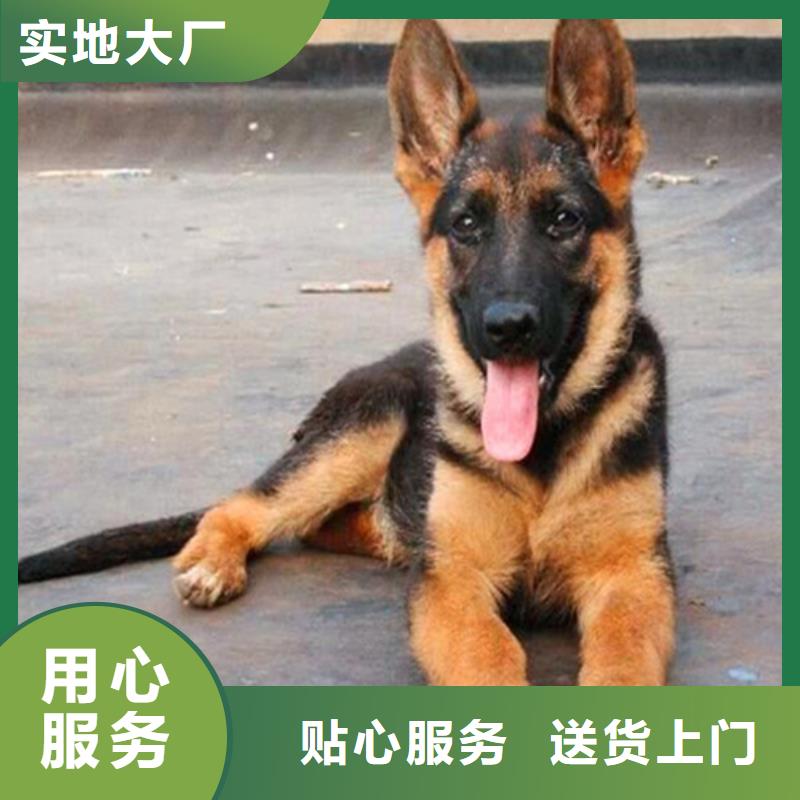 德國牧羊犬黑狼滿足您多種采購需求