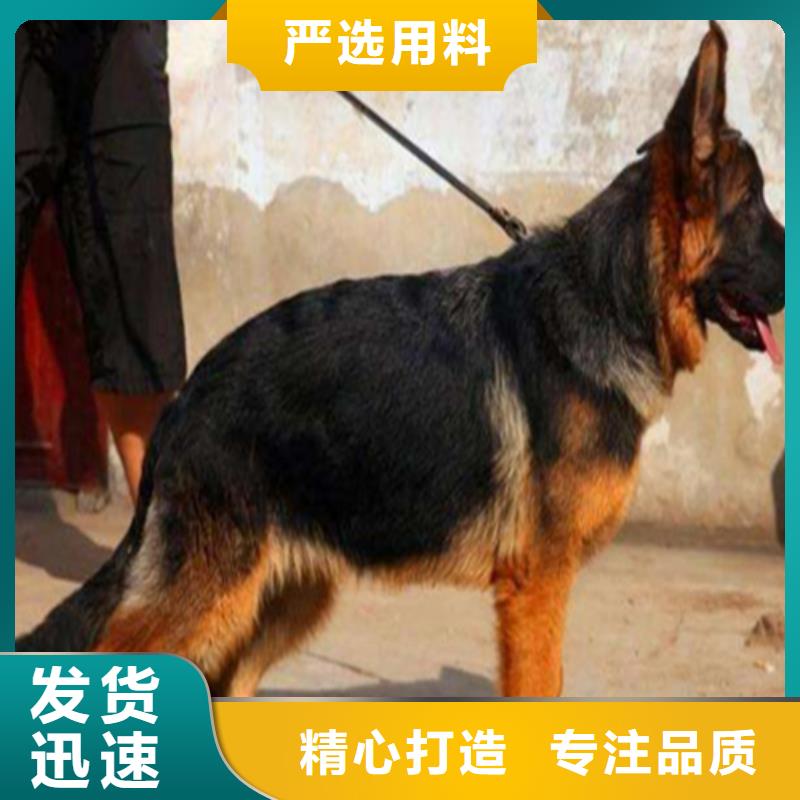 德國牧羊犬,比特犬種類齊全