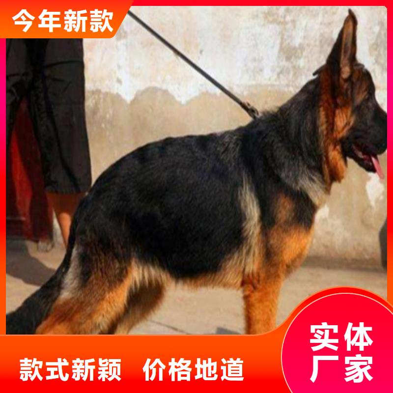 德國牧羊犬,黑狼商家直供