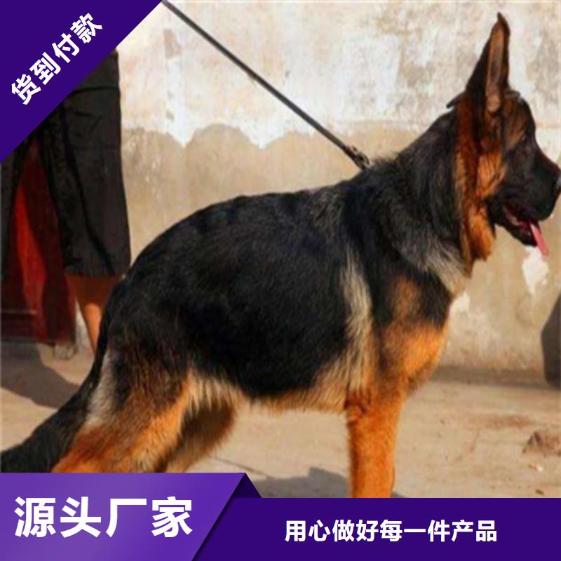 【德國牧羊犬杜高犬廠家經驗豐富】