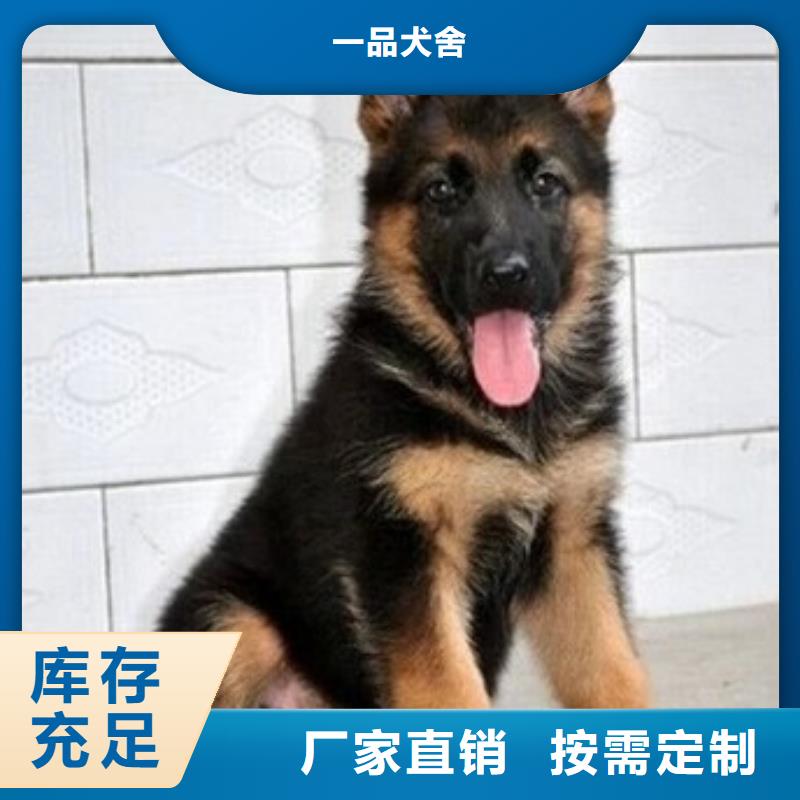 德國牧羊犬_卡斯羅犬用心提升細節(jié)