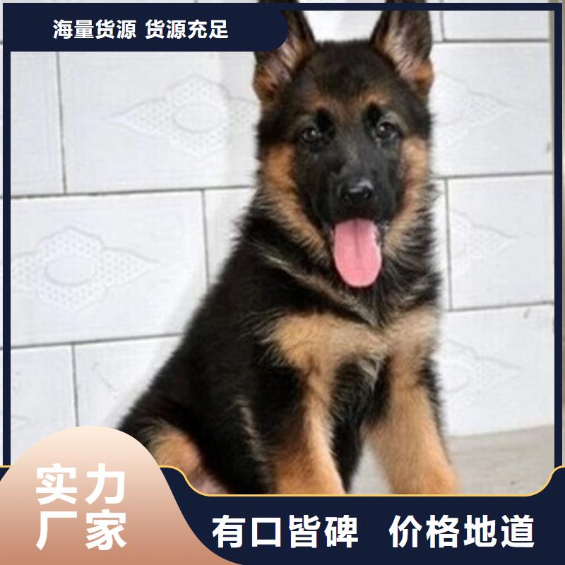 【德國牧羊犬馬犬選擇我們沒錯】