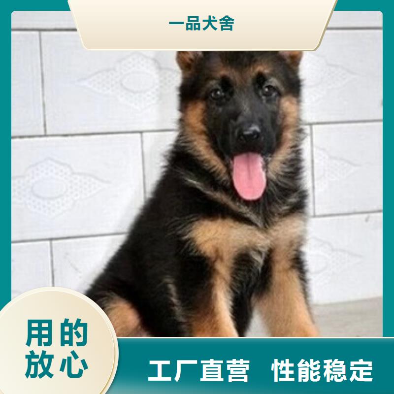 【德國牧羊犬-馬犬海量現貨】