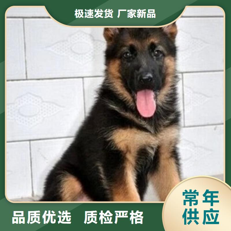 【德國牧羊犬】馬犬廠家直銷規格多樣