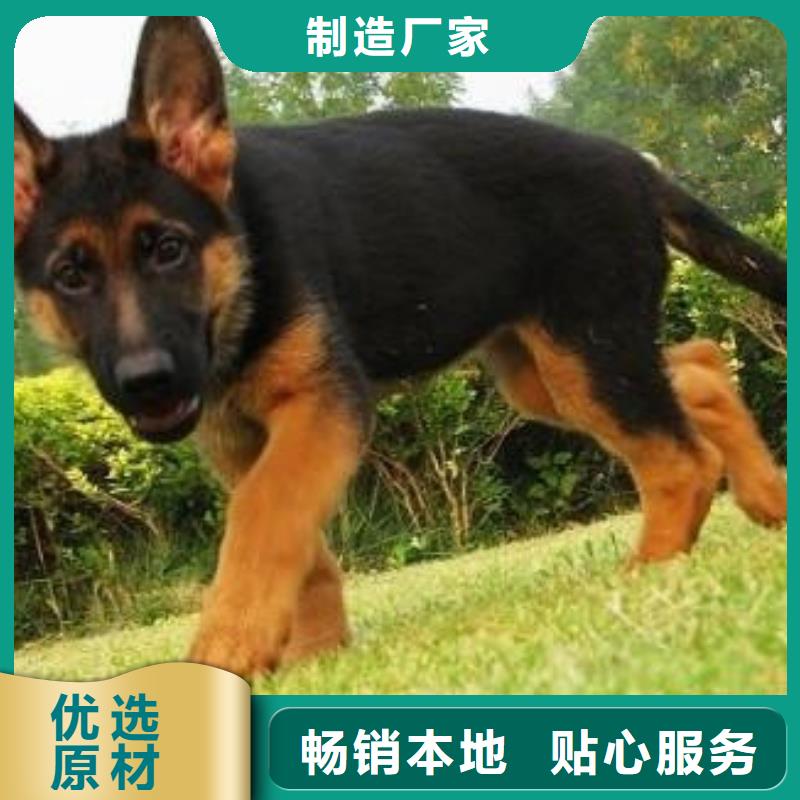 德国牧羊犬【卡斯罗犬】厂家销售