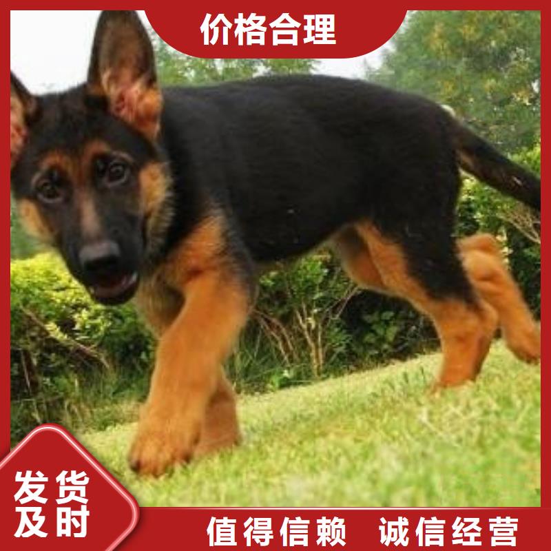 德國牧羊犬羅威納犬價格實惠工廠直供