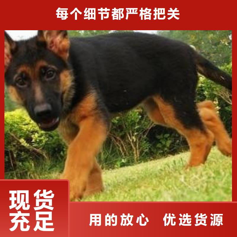 德國牧羊犬,羅威納犬細節(jié)決定成敗