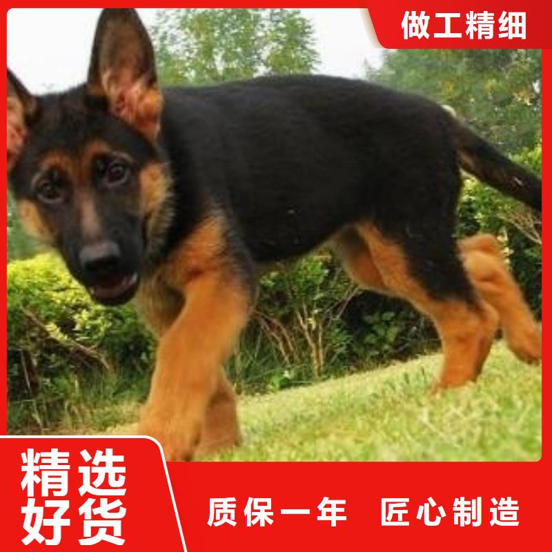 德國牧羊犬,杜高犬敢與同行比價格