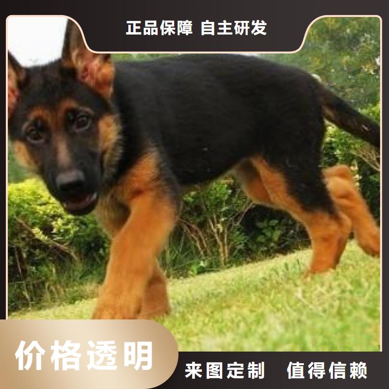 德國(guó)牧羊犬高加索犬高性價(jià)比