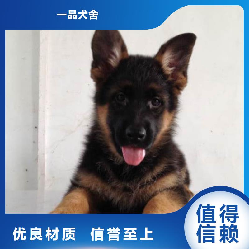 德國牧羊犬,杜賓犬量大更優(yōu)惠