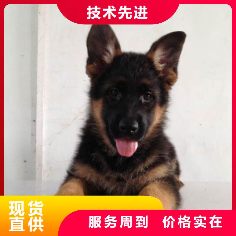 【德國牧羊犬】,比特犬生產(chǎn)廠家