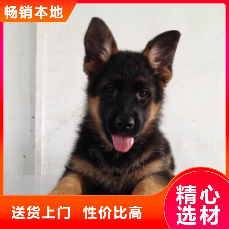 德國牧羊犬_杜高犬誠信經營質量保證