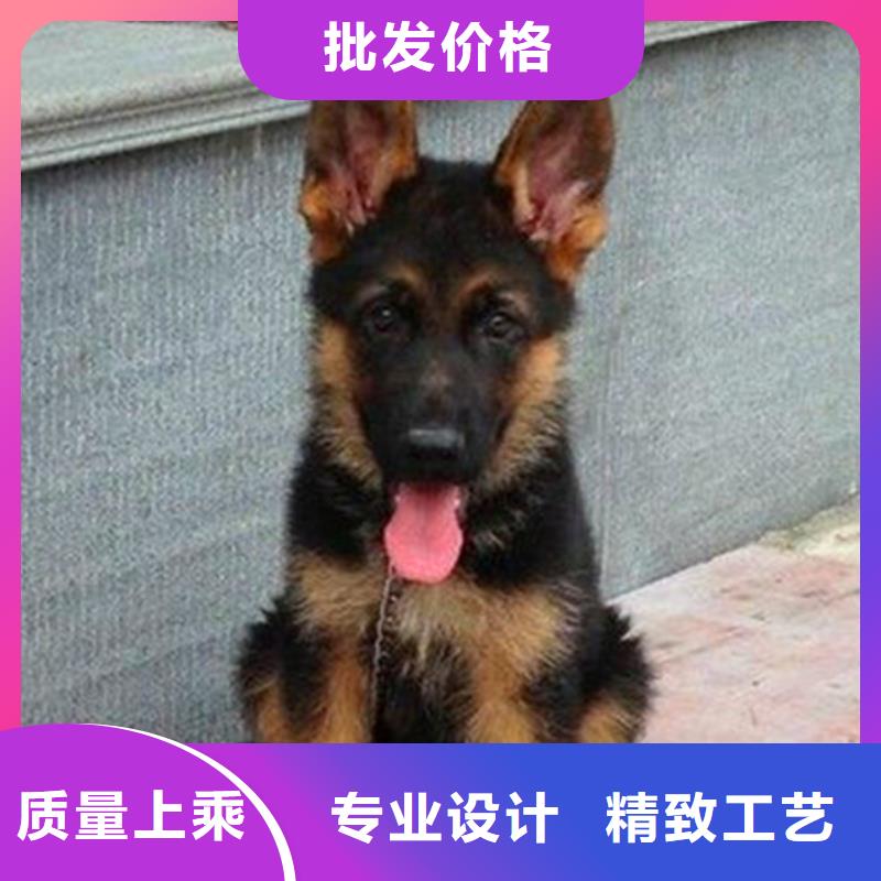 德國牧羊犬,黑狼商家直供