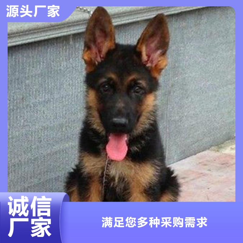 【德國牧羊犬馬犬值得買】