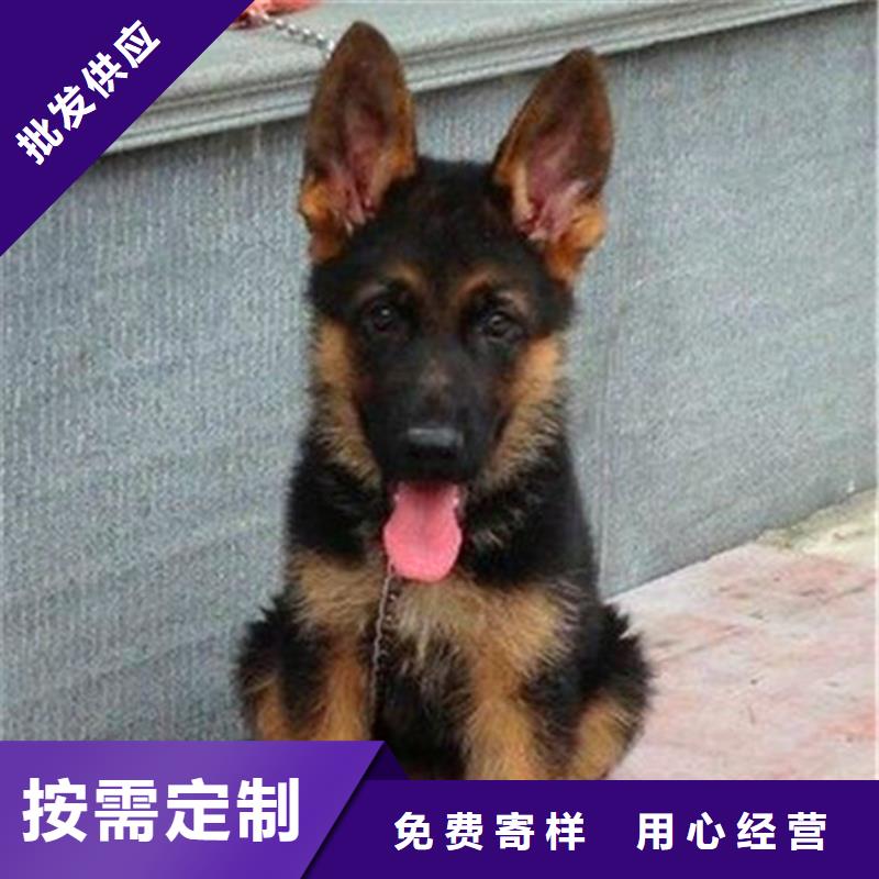 【德國牧羊犬拉布拉多犬放心購】