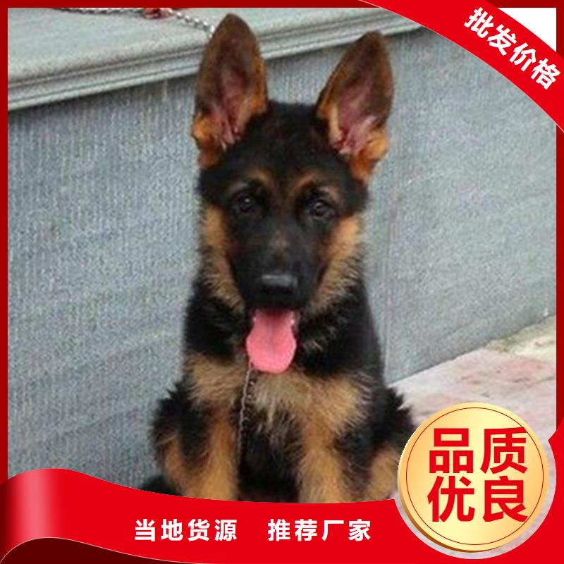 德國牧羊犬-德牧犬售后服務完善