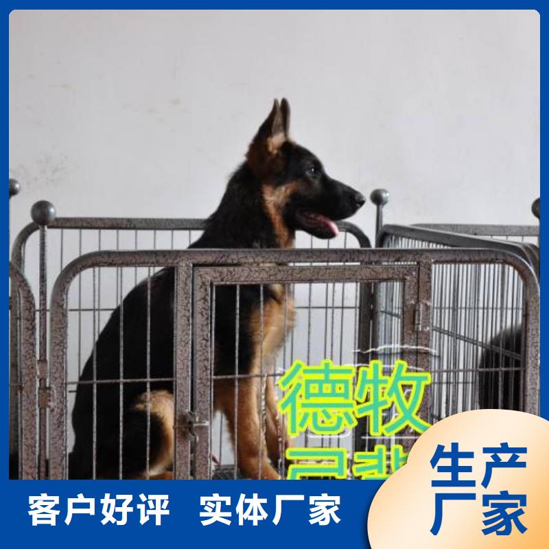 德國(guó)牧羊犬卡斯羅犬實(shí)力派廠家