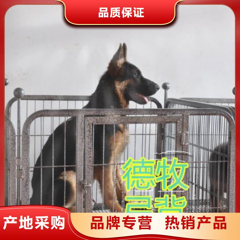 德國牧羊犬-【德牧犬】使用方法