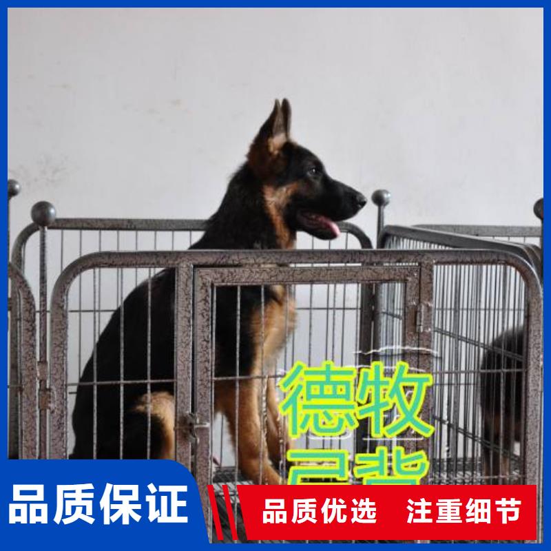 德國牧羊犬,杜賓犬量大更優(yōu)惠