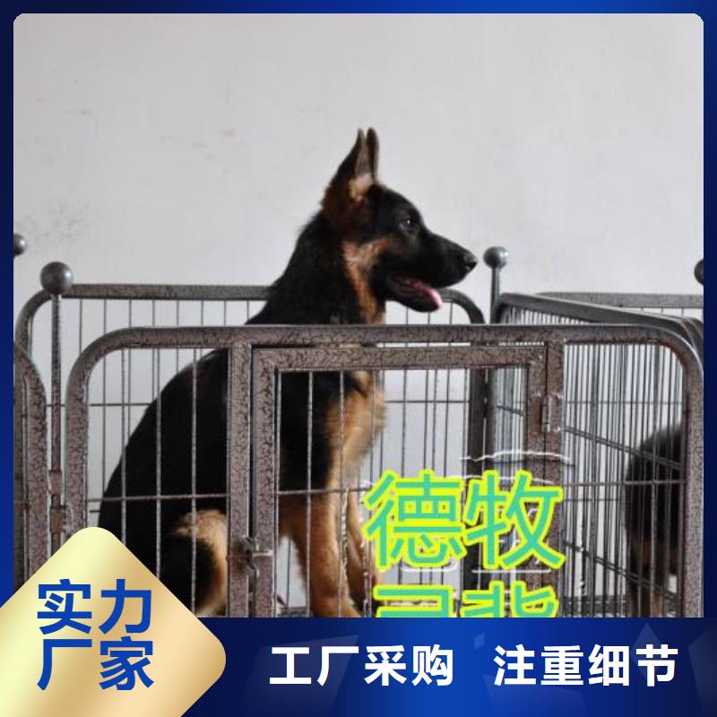 德國牧羊犬德牧犬質(zhì)量不佳盡管來找我