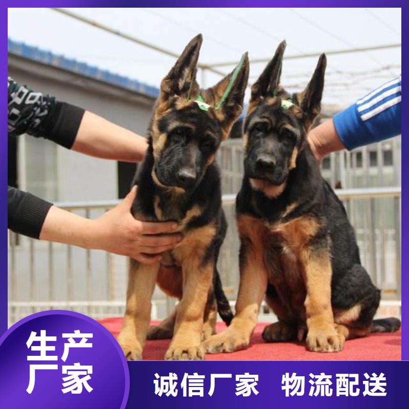 德国牧羊犬【罗威纳犬】专注品质