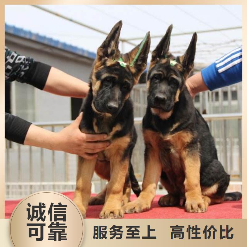 【德國牧羊犬杜高犬廠家經驗豐富】