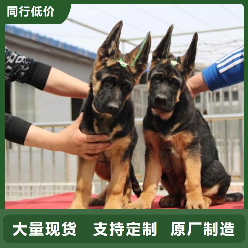 德國牧羊犬【卡斯羅犬】廠家銷售