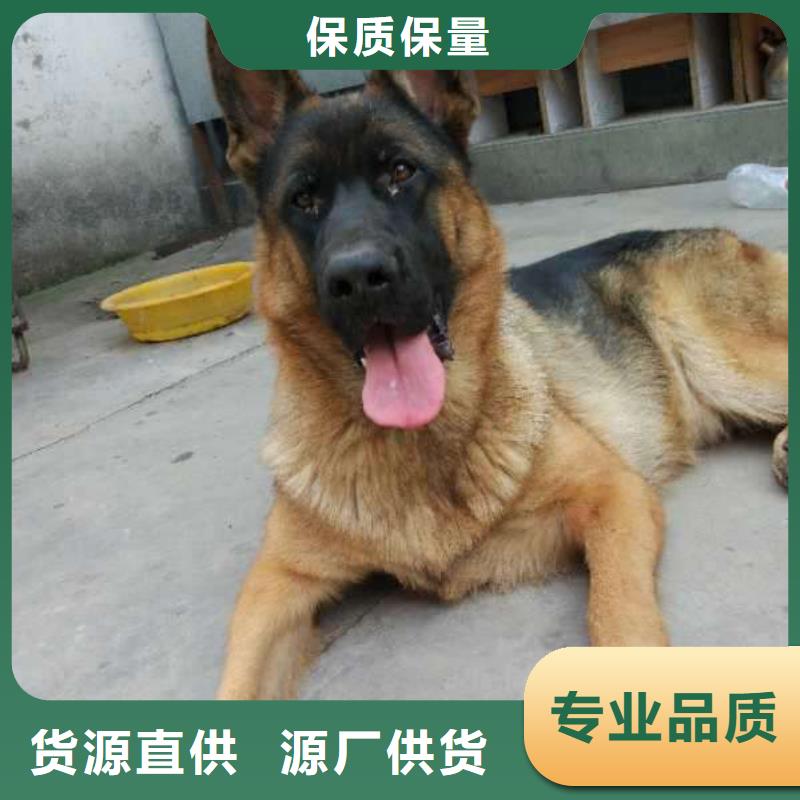 德国牧羊犬马犬销售的是诚信