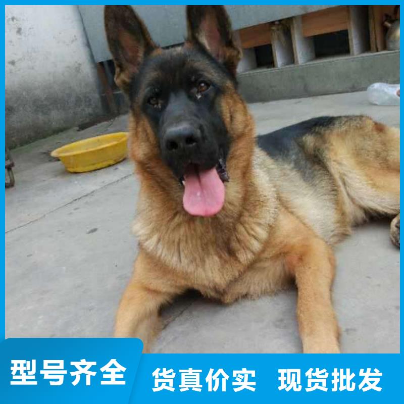 【德國牧羊犬】杜賓犬物流配貨上門