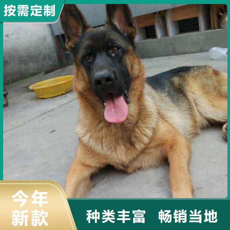 德國牧羊犬【卡斯羅犬】廠家銷售