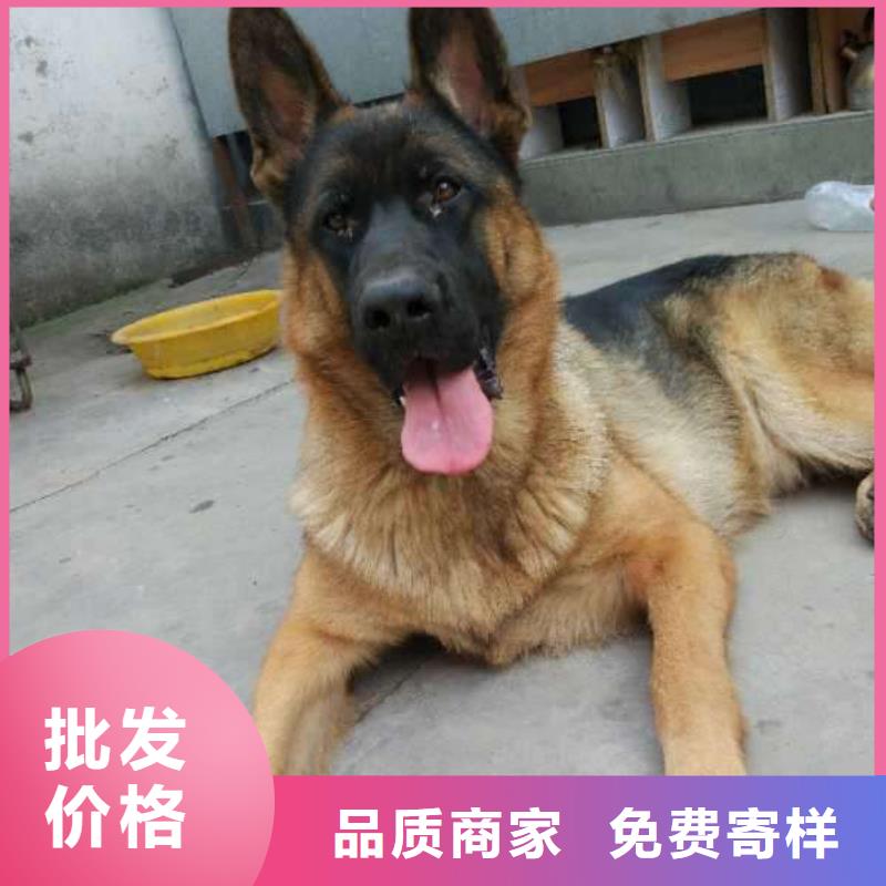 德国牧羊犬黑狼自有厂家