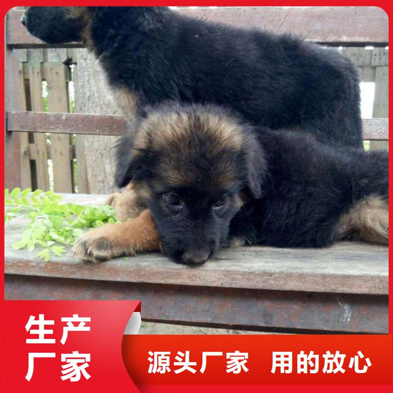 德国牧羊犬罗威纳犬现货充裕