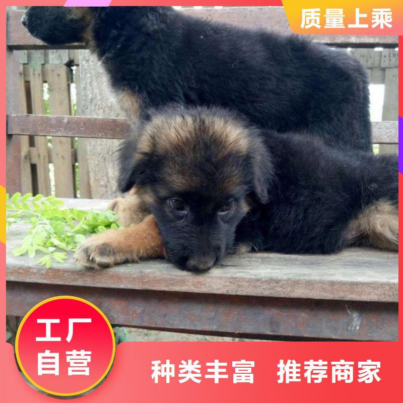 【德國牧羊犬杜高犬廠家經驗豐富】