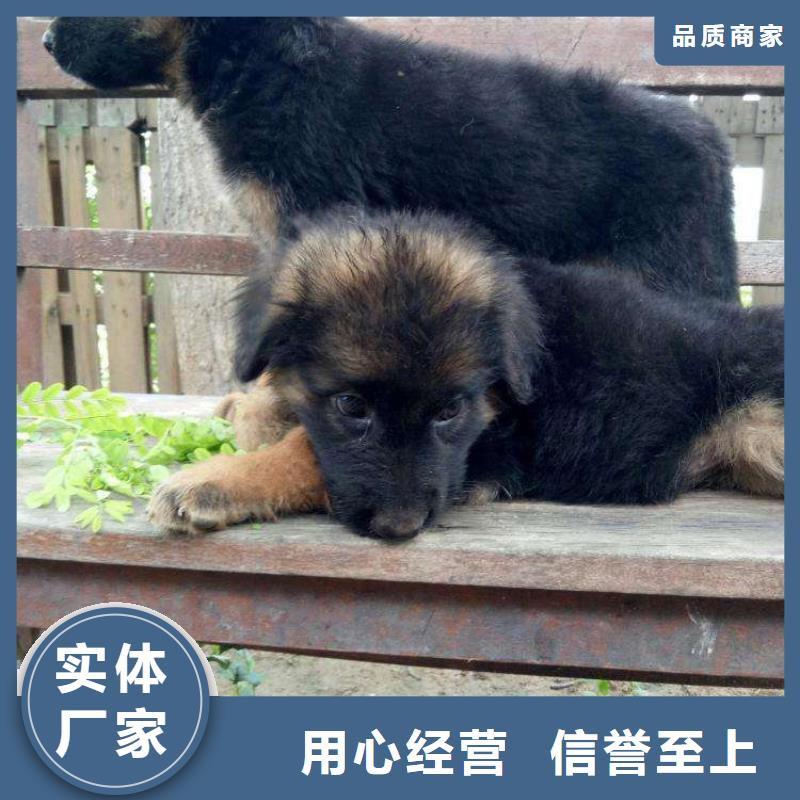 【德國牧羊犬】-杜賓犬產地工廠