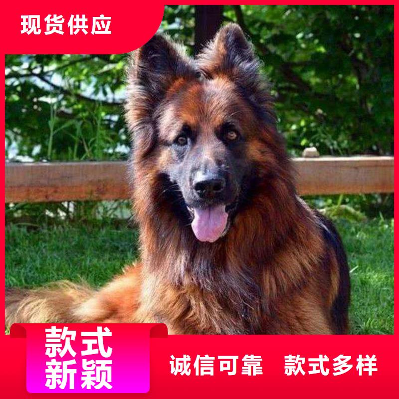 【德国牧羊犬卡斯罗犬源头采购】