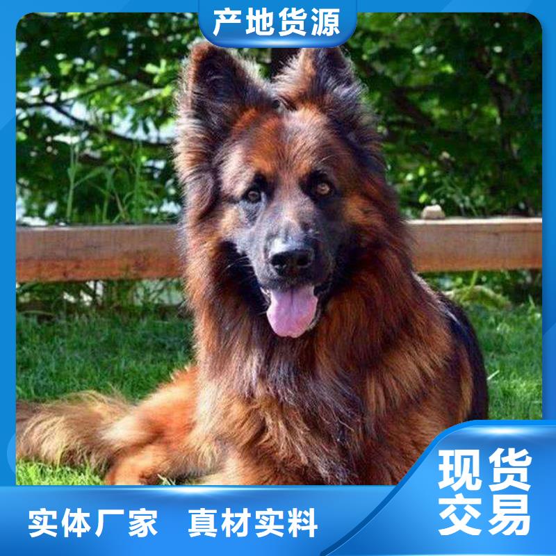 德國牧羊犬_杜高犬誠信經營質量保證