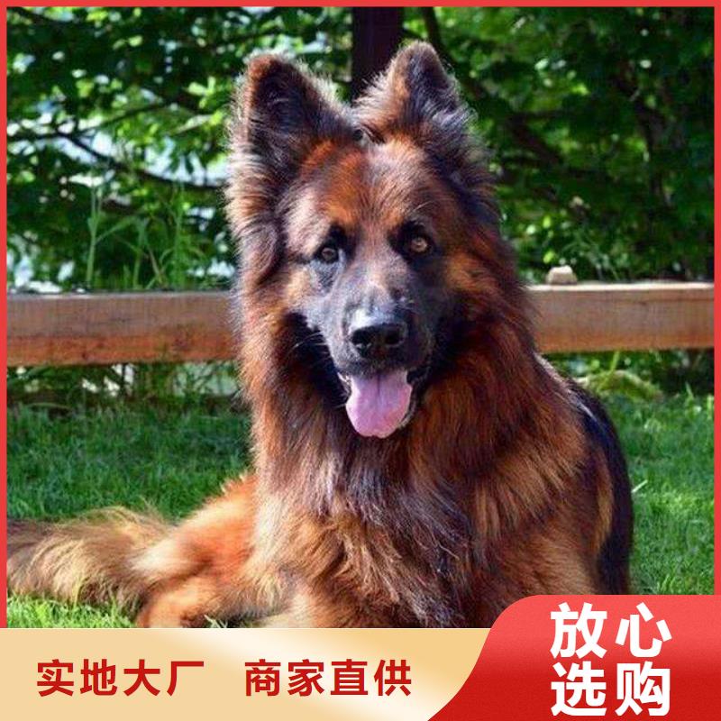 德國牧羊犬-德牧犬誠信可靠