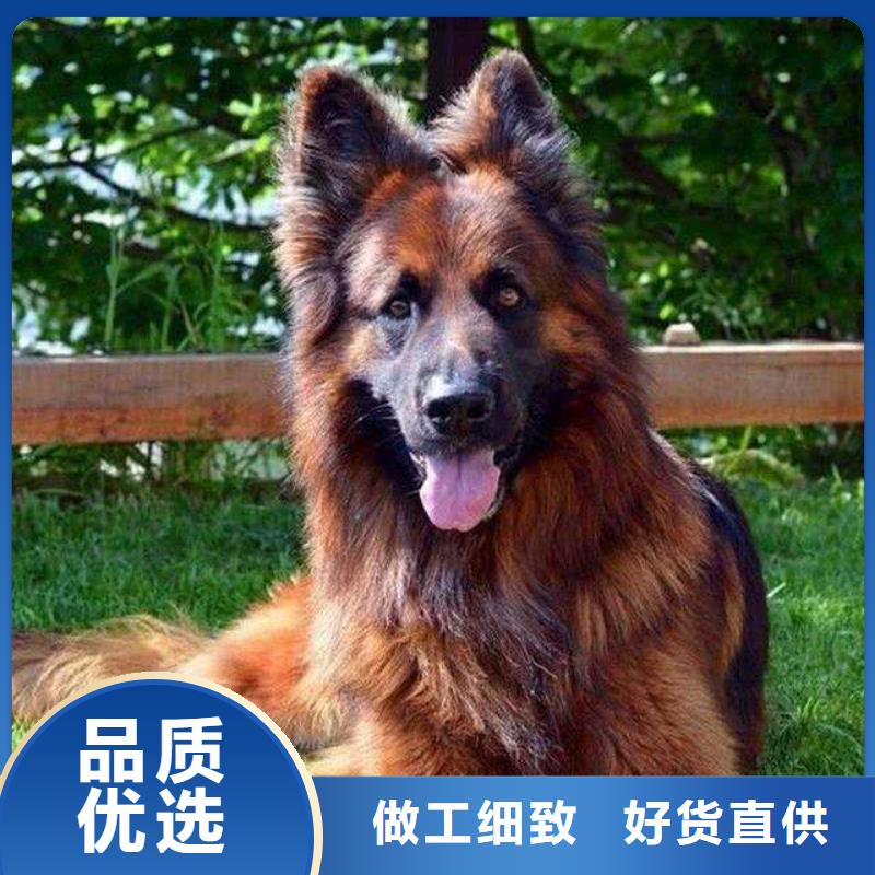 德国牧羊犬黑狼自有厂家