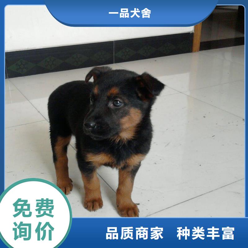 德国牧羊犬,【卡斯罗犬】安装简单