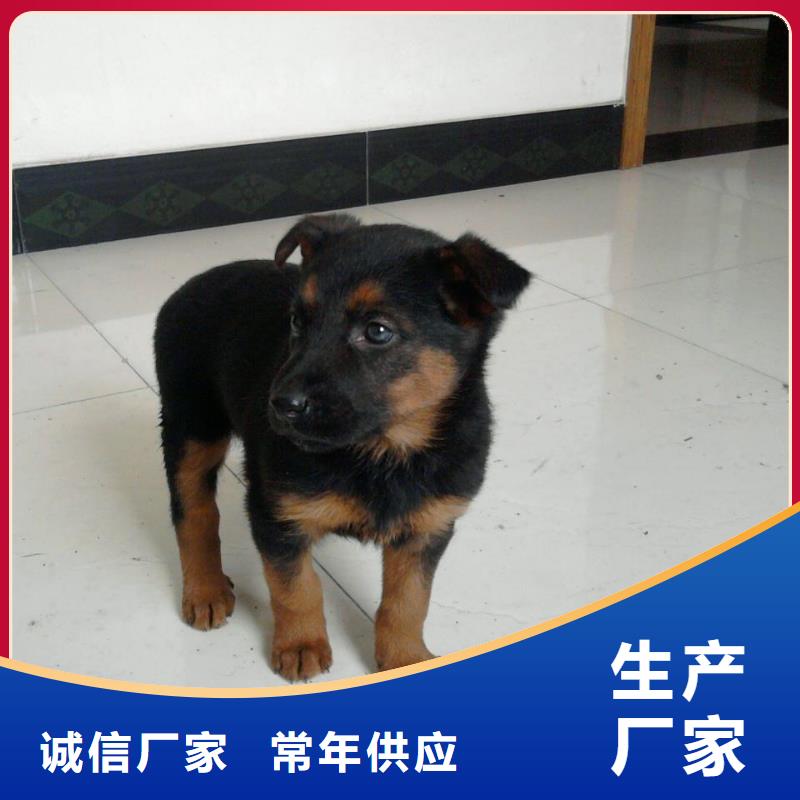 德國(guó)牧羊犬-【德牧犬】使用方法