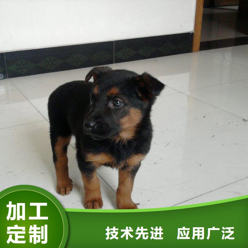 德國牧羊犬-【德牧犬】使用方法