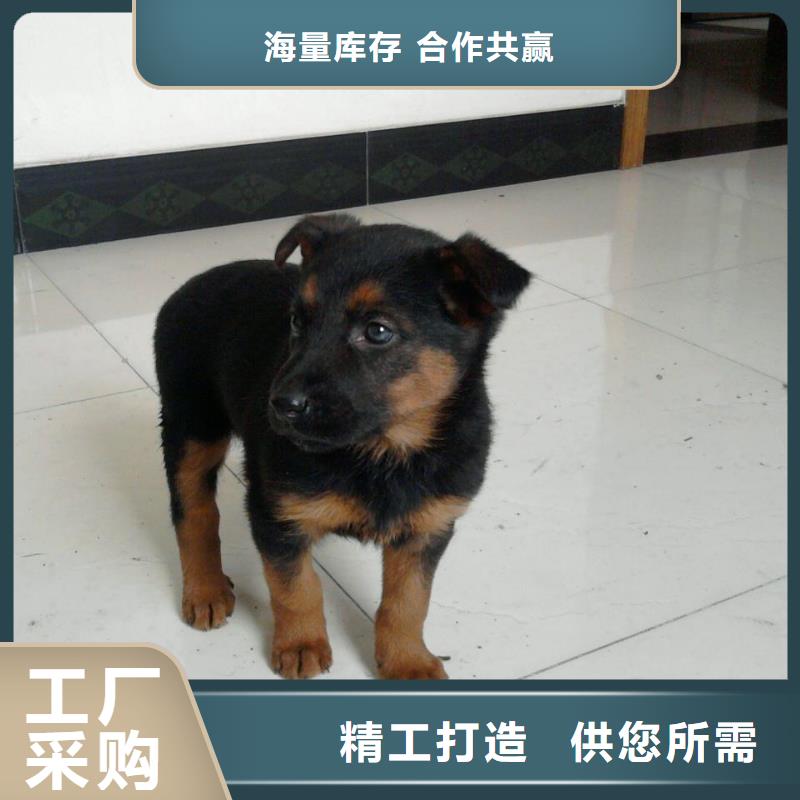 德國(guó)牧羊犬【卡斯羅犬】廠家銷售