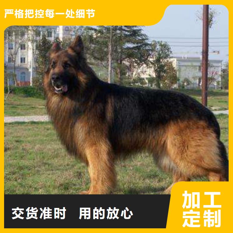 德國牧羊犬,杜賓犬價格實惠