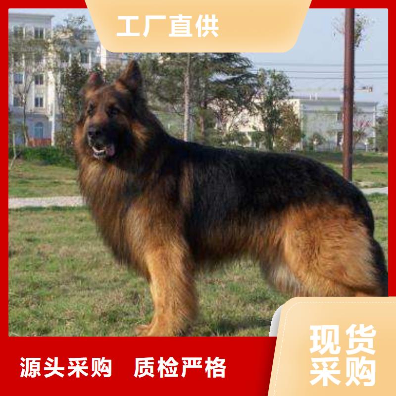 德国牧羊犬【罗威纳犬】专注品质