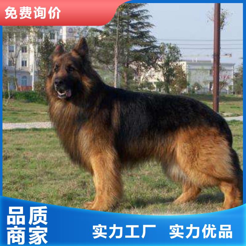 德國牧羊犬_杜高犬誠信經(jīng)營質(zhì)量保證