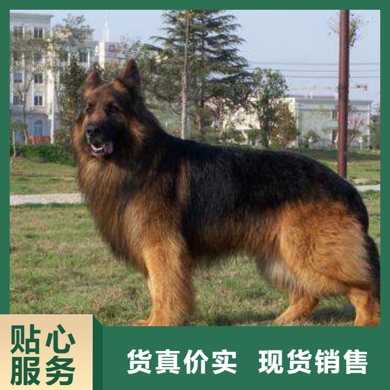 【德國牧羊犬馬犬選擇我們沒錯】