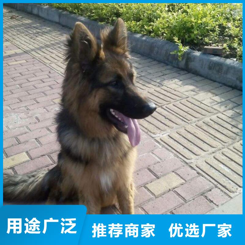 德國牧羊犬-【德牧犬】使用方法