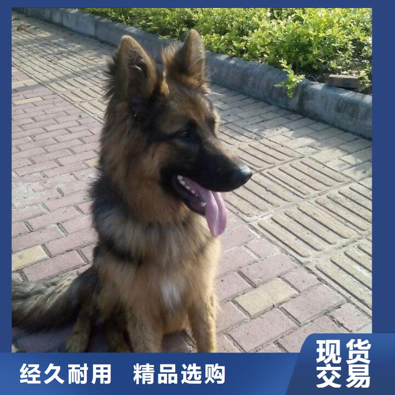 【德國牧羊犬】-德牧犬一站式采購方便省心