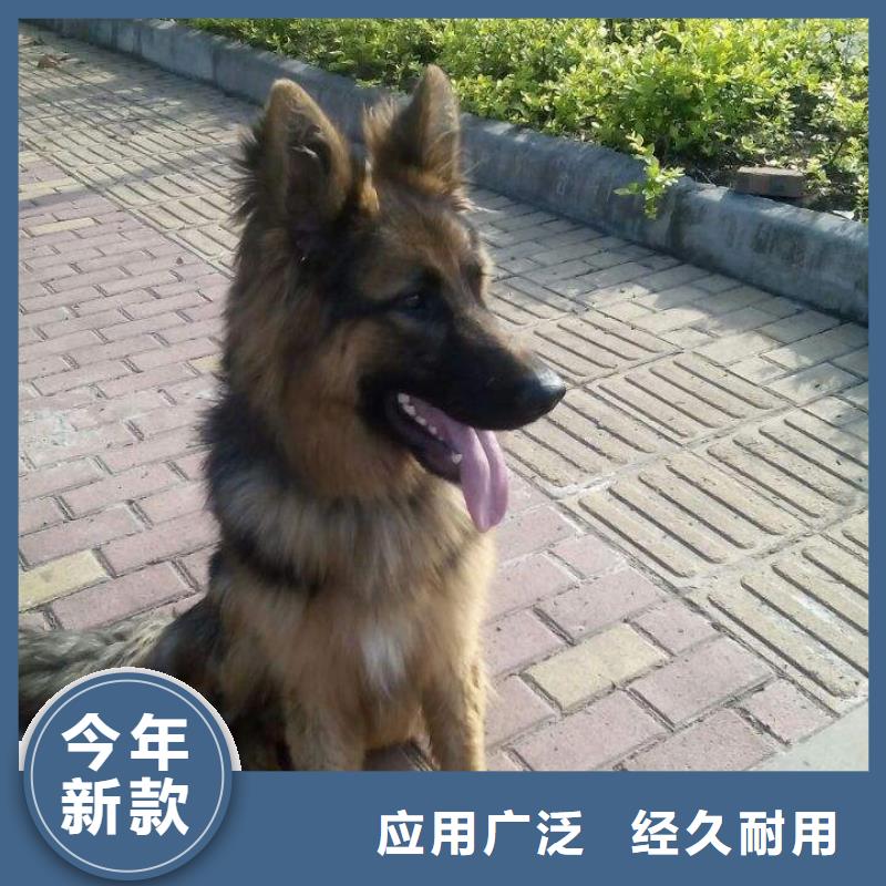 德國牧羊犬羅威納犬高品質(zhì)現(xiàn)貨銷售